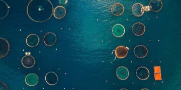 Conama aprova novas regras para licenciamento ambiental da aquicultura