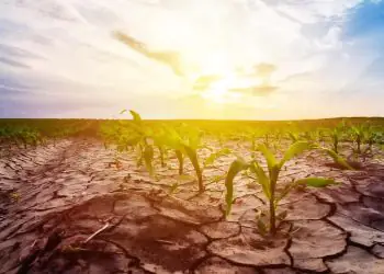 El Niño aumenta atenção aos riscos climáticos na safra 2026/27