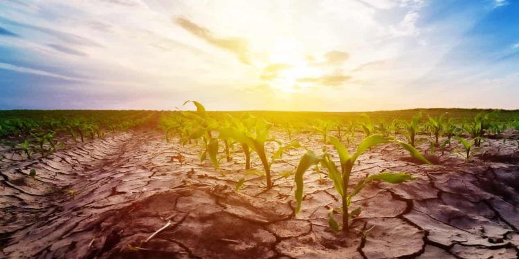 El Niño aumenta atenção aos riscos climáticos na safra 2026/27 1 El Niño aumenta atenção aos riscos climáticos na safra 2026/27