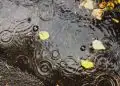 El Niño deve trazer chuva acima da média no Sul e seca no Centro-Norte, aponta Inmet 4 El Niño deve trazer chuva acima da média no Sul e seca no Centro-Norte, aponta Inmet