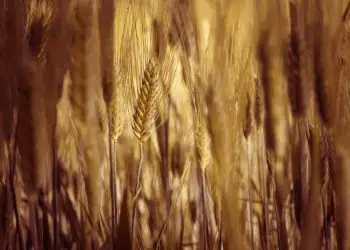 El Niño forte pode aumentar riscos para lavouras de grãos no Cerrado