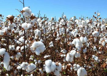 Embrapa lança duas novas cultivares de algodão resistentes a doenças e nematoides