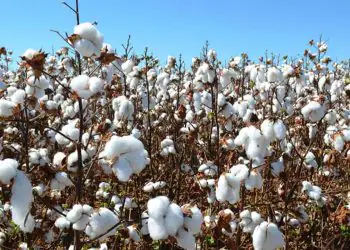 Embrapa lança duas novas cultivares de algodão resistentes a doenças e nematoides