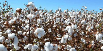 Embrapa lança duas novas cultivares de algodão resistentes a doenças e nematoides