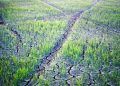 Eventos climáticos: como o produtor rural deve registrar os prejuízos 4 Eventos climáticos: como o produtor rural deve registrar os prejuízos