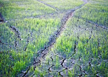 Eventos climáticos: como o produtor rural deve registrar os prejuízos
