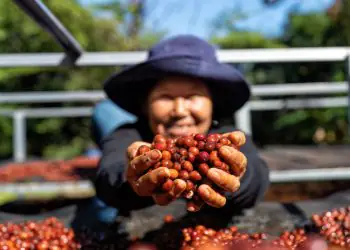 Exportações brasileiras de café batem recorde para agosto e somam US$ 1,3 bilhão 6 Exportações brasileiras de café batem recorde para agosto e somam US$ 1,3 bilhão