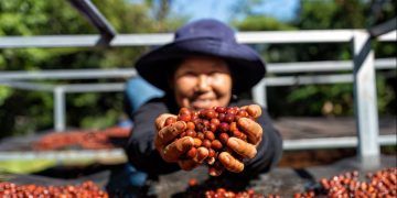 Exportações brasileiras de café batem recorde para agosto e somam US$ 1,3 bilhão