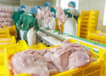 Exportações de carne de frango crescem 24,8% em agosto e chegam a 492,6 mil toneladas