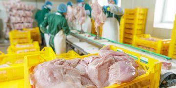 Exportações de carne de frango crescem 24,8% em agosto e chegam a 492,6 mil toneladas