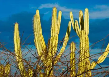 Fungos da Caatinga mostram potencial no combate a doenças agrícolas, aponta pesquisa 6 Fungos da Caatinga mostram potencial no combate a doenças agrícolas, aponta pesquisa