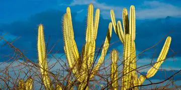 Fungos da Caatinga mostram potencial no combate a doenças agrícolas, aponta pesquisa