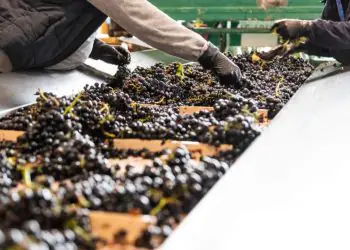 Goiás amplia número de vinícolas e avança na produção de vinhos de inverno