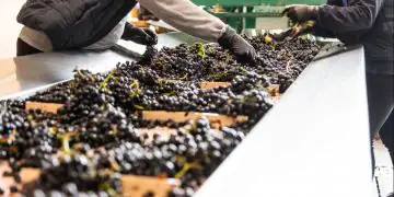 Goiás amplia número de vinícolas e avança na produção de vinhos de inverno