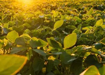 Goiás antecipa para 20 de setembro início do plantio de soja da safra 2026/27 7 Goiás antecipa para 20 de setembro início do plantio de soja da safra 2026/27