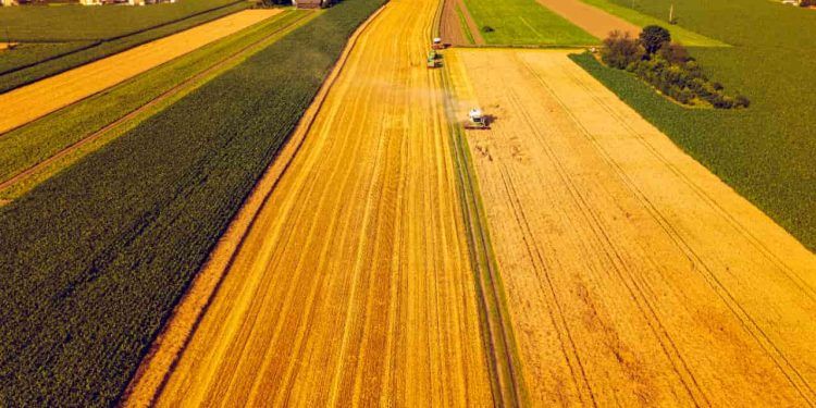 Governo libera R$ 375 milhões para fortalecer crédito da agricultura familiar 1 Governo libera R$ 375 milhões para fortalecer crédito da agricultura familiar