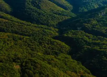 Mata Atlântica perde 9,7 milhões de hectares de vegetação em 41 anos