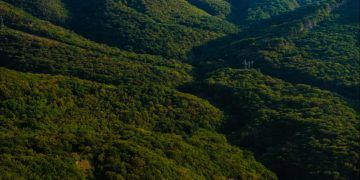 Mata Atlântica perde 9,7 milhões de hectares de vegetação em 41 anos
