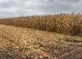 Mato Grosso encerra safra de milho com produção recorde de 58 milhões de toneladas 5 Mato Grosso encerra safra de milho com produção recorde de 58 milhões de toneladas