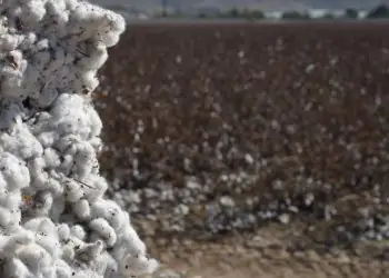 Mato Grosso fecha colheita de algodao e projeta 667 milhoes de toneladas em caroco