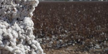 Mato Grosso fecha colheita de algodão e projeta 6,67 milhões de toneladas em caroço