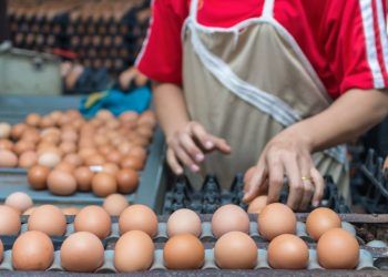 Mercado brasileiro de ovos se diversifica com novas opções ao consumidor; veja quais