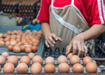 Mercado brasileiro de ovos se diversifica com novas opções ao consumidor; veja quais