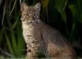 Nova espécie de felino é identificada em florestas da Bolívia após análise genética