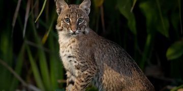 Nova espécie de felino é identificada em florestas da Bolívia após análise genética