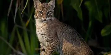 Nova espécie de felino é identificada em florestas da Bolívia após análise genética