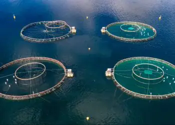 Nova regra altera licenciamento ambiental para a aquicultura