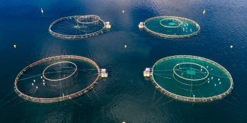 Nova regra altera licenciamento ambiental para a aquicultura