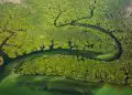 Novas reservas ampliam proteção ambiental na Amazônia e na Caatinga