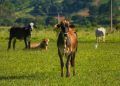 PIB cresce 0,5% no 2º trimestre, puxado pela agropecuária 5 PIB cresce 0,5% no 2º trimestre, puxado pela agropecuária