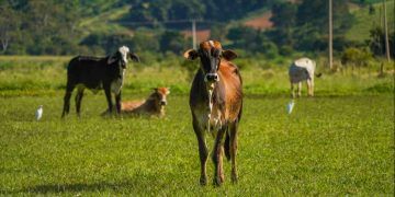 PIB cresce 0,5% no 2º trimestre, puxado pela agropecuária