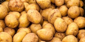 Preços da batata recuam 11,6% em agosto nas Ceasas, aponta Conab