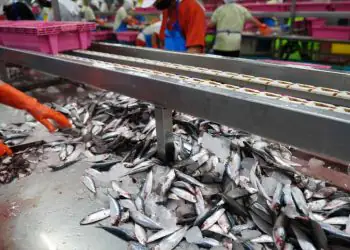 Produção brasileira de pescados avança cerca de 10% ao ano
