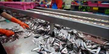 Produção brasileira de pescados avança cerca de 10% ao ano