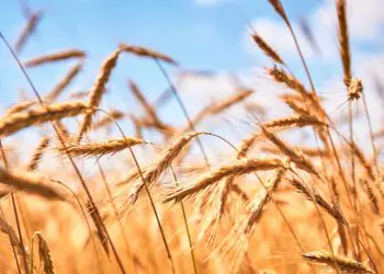 Produção brasileira de trigo deve recuar 27% no Brasil em 2026, aponta conab