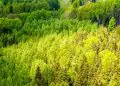 Produção florestal bate recorde e chega a R$ 47,9 bilhões em 2025 5 Produção florestal bate recorde e chega a R$ 47,9 bilhões em 2025