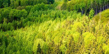Produção florestal bate recorde e chega a R$ 47,9 bilhões em 2025