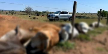 Rompimento de cabo de energia mata 61 cabeças de gado durante chuva em Goiás