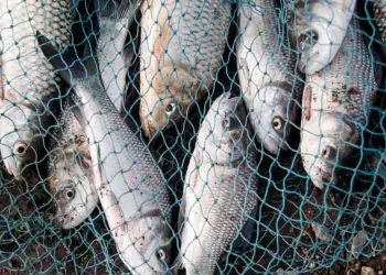 Semana do Pescado reúne setor e aposta no aumento do consumo no país