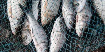 Semana do Pescado reúne setor e aposta no aumento do consumo no país