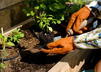 Setembro abre espaço para novos cultivos na horta doméstica; confira o que plantar