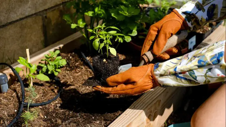 Setembro abre espaco para novos cultivos na horta domestica confira o que plantar