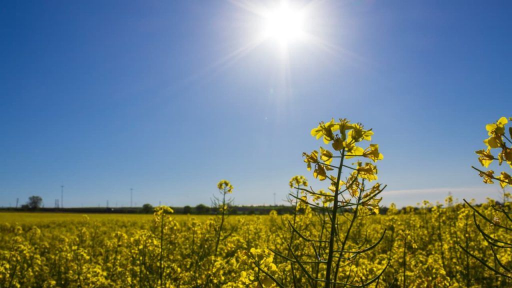 Calor pode superar 40 °C em oito estados até quarta-feira (30)