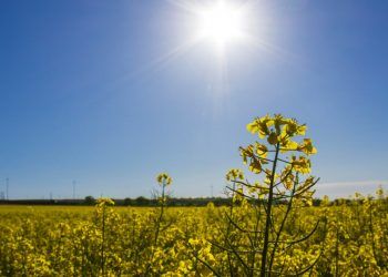 Calor pode superar 40 °C em oito estados até quarta-feira (30)
