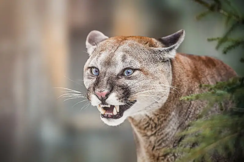 Nova espécie de felino
