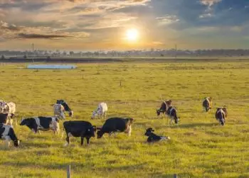 Agropecuária ocupa 40% das áreas próximas a estradas na Amazônia, aponta estudo